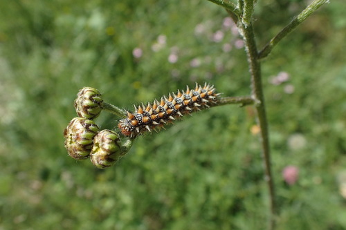 Spotted Fritillary