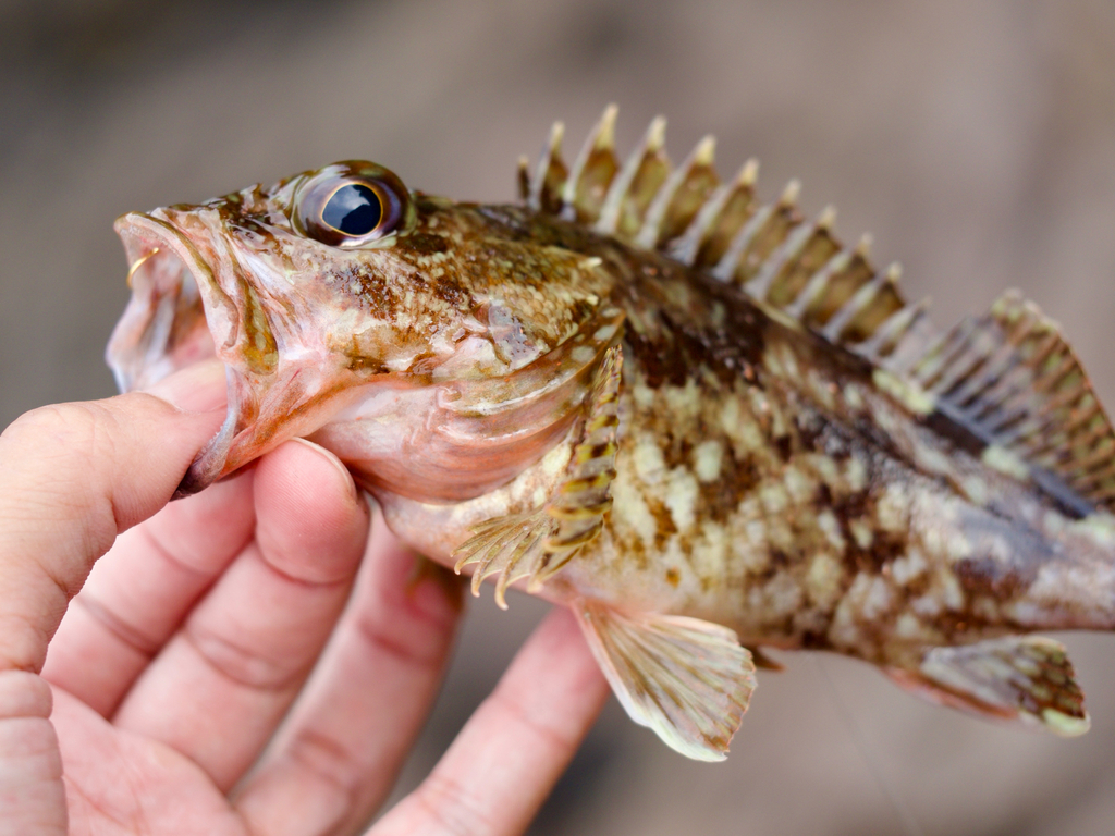 False Kelpfish