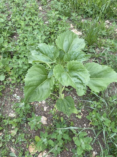 Common Sunflower