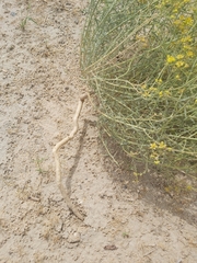 Haplophyllum tuberculatum