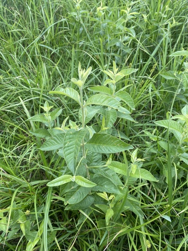 Yellow Loosestrife