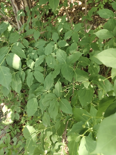 Euonymus oxyphyllus observed 2026-06-08