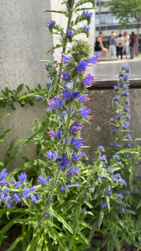 viper's-bugloss