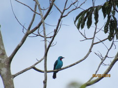Cotinga cayana