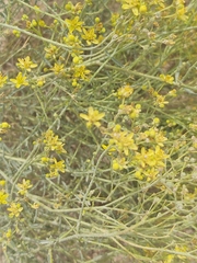 Haplophyllum tuberculatum