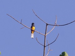 Trogon ramonianus