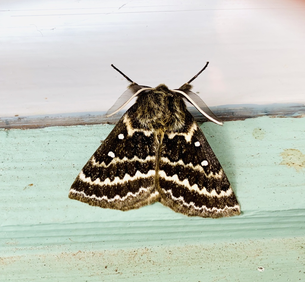 Anthela basigera