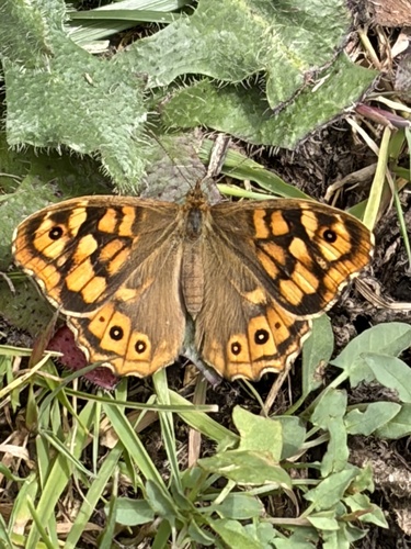 Speckled Wood