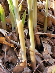 Uvularia