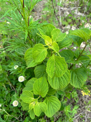 (c) Tatyana Petrenko, some rights reserved (CC BY) Isodon japonicus, photograph (c) Tatyana Petrenko, some rights reserved (CC BY)