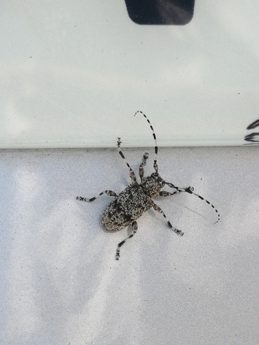 Aegomorphus clavipes