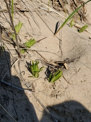 Lithospermum caroliniense