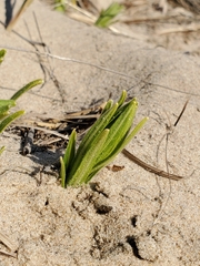 Lithospermum caroliniense