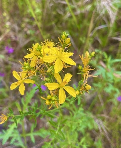 Common St. John's Wort