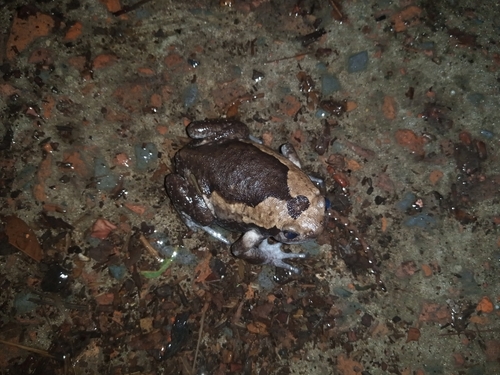 Asian Painted Frog
