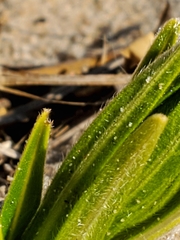 Lithospermum caroliniense