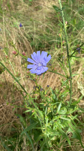 chicory