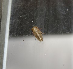 Rhytidodus
