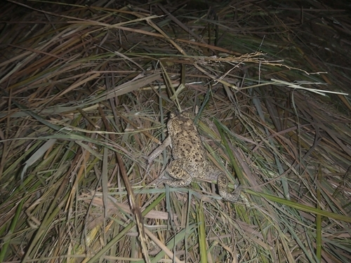 Asian Common Toad