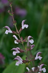 Salvia eigii