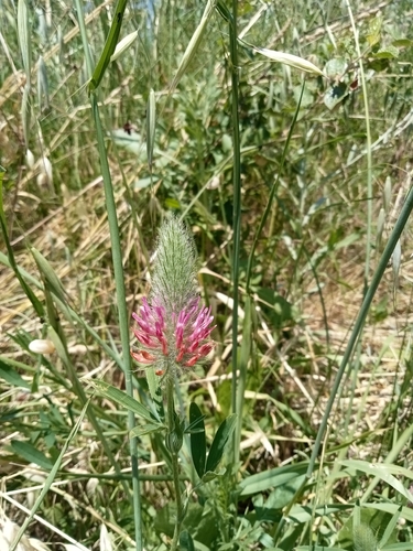Purple Clover