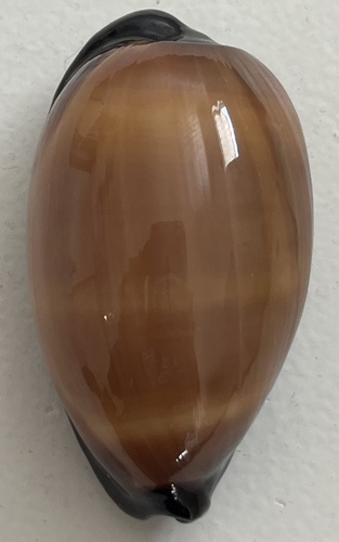 Talparia exusta