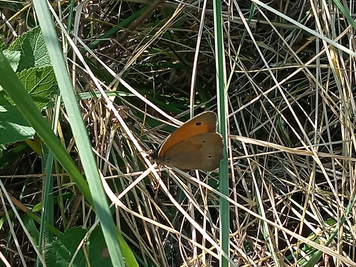 Meadow Brown
