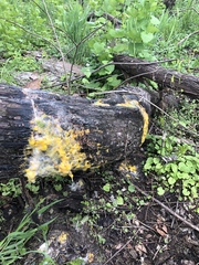 Fusicolla merismoides