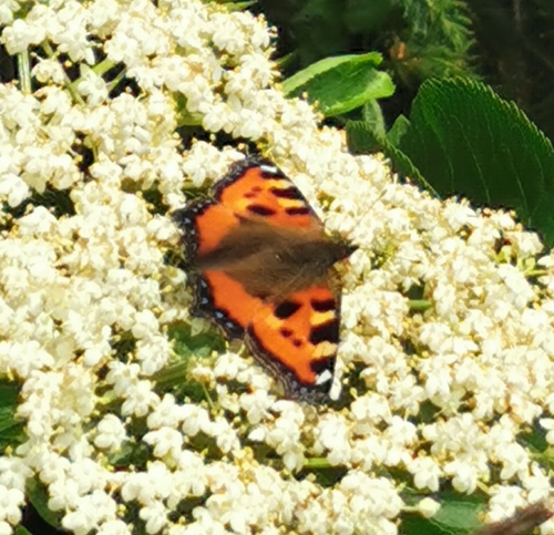Small Tortoiseshell