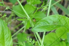 Ophraella communa