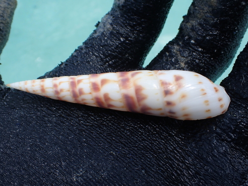 Oxymeris chlorata observed 2025-10-31