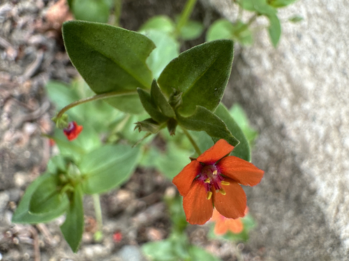scarlet pimpernel