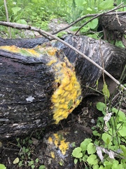 Fusicolla merismoides