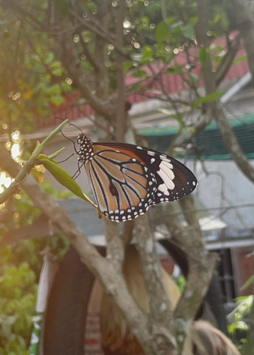 Common Tiger Butterfly