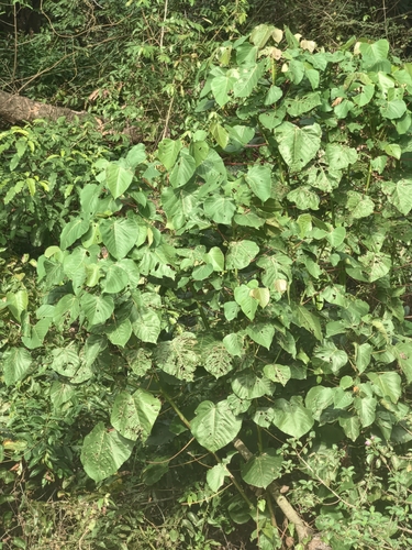 Wild Poplar