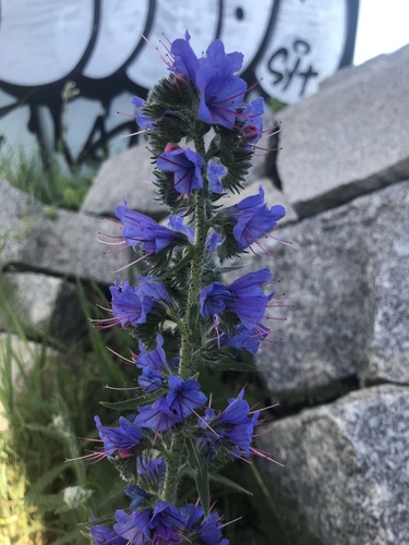 viper's-bugloss
