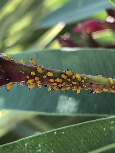 Oleander Aphid