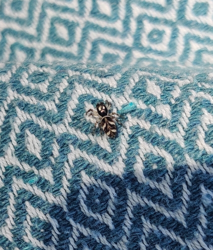 Zebra Jumping Spider