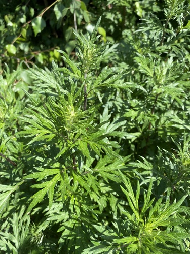 common mugwort