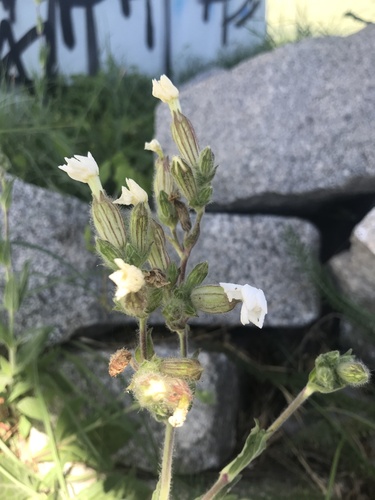 white campion