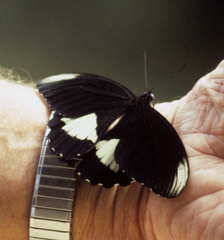 Papilio ambrax