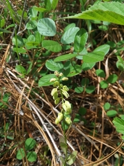 Polygala crenata