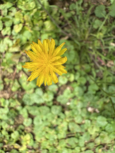 Common Cat's-ear