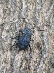 Scotobius pilularius