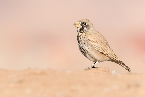 iNaturalist image