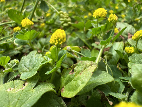 Black Medick