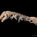 Anthuridae - Photo (c) Wikimedia Commons, algunos derechos reservados (CC BY-SA)