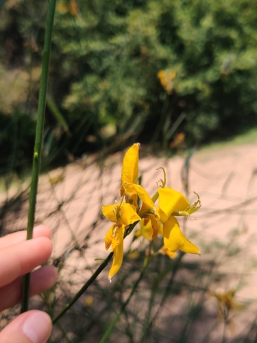 Spanish Broom