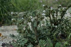 Phacelia affinis