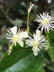 Clematis haenkeana